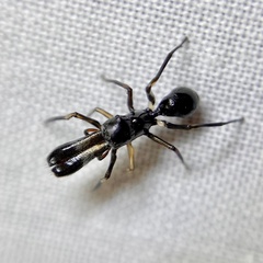 Myrmarachne macaulayi