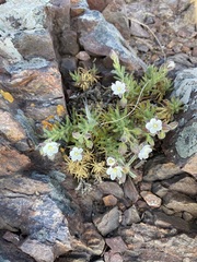 Spergularia rupestris