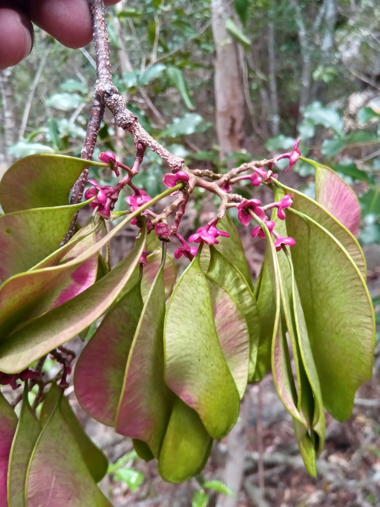 Brandzeia filicifolia
