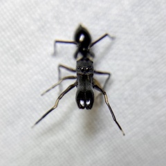 Myrmarachne macaulayi