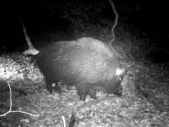 Sus scrofa leucomystax