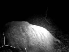 Sus scrofa leucomystax