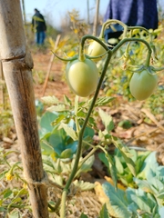 Solanum lycopersicum