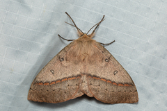 Anthela nicothoe