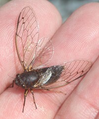 Gelidea torrida
