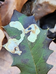 Phytomyza ilicicola