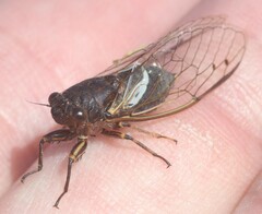 Gelidea torrida