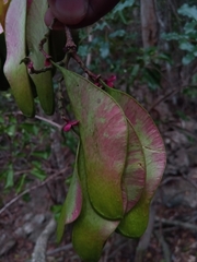 Brandzeia filicifolia image