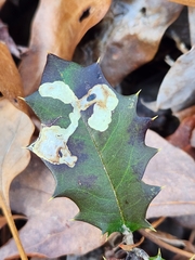 Phytomyza ilicicola