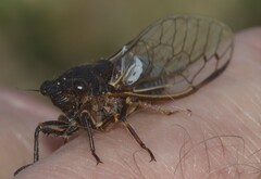 Gelidea torrida