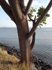 Pochota fendleri