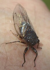 Gelidea torrida
