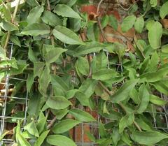 Bignonia capreolata