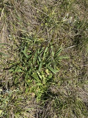 Eryngium sanguisorba