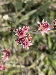 Pfaffia tuberosa