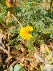 Tagetes erecta