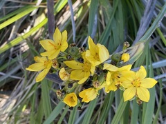 Sisyrinchium palmifolium