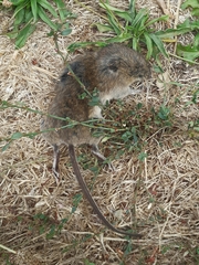 Abrothrix olivacea