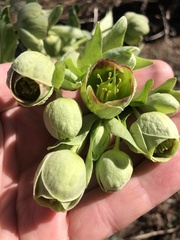 Helleborus foetidus