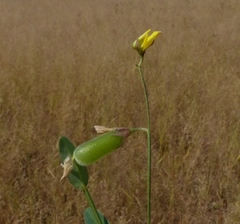 Crotalaria triquetra