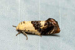 Hypertropha chlaenota