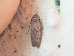 Blastobasis taurusella