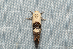 Hypertropha chlaenota