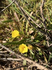 Camissoniopsis