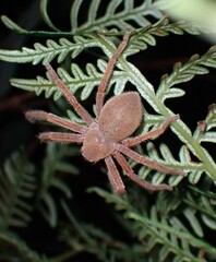 Neosparassus diana