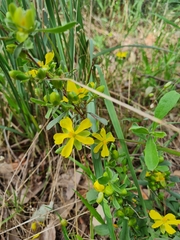Hibbertia riparia