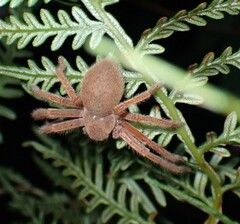 Neosparassus diana