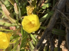 Camissoniopsis