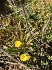 Camissoniopsis