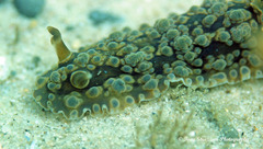 Dendrodoris krusensternii