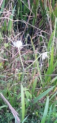 Hymenocallis littoralis