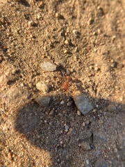 Pogonomyrmex californicus