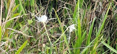 Hymenocallis littoralis