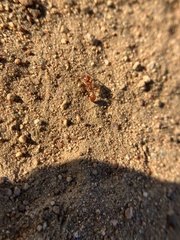 Pogonomyrmex californicus