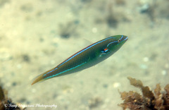 Stethojulis interrupta