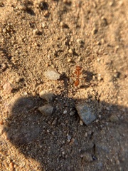 Pogonomyrmex californicus