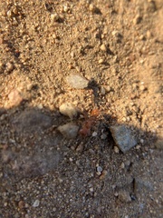 Pogonomyrmex californicus