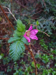 Rubus spectabilis