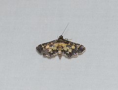 Eurrhyparodes bracteolalis