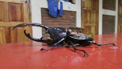 Dynastes septentrionalis