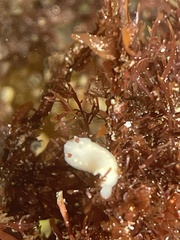Cadlina flavomaculata