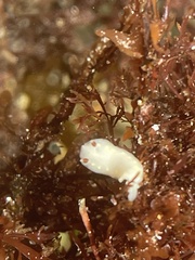 Cadlina flavomaculata