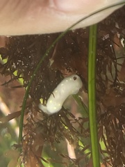 Cadlina flavomaculata