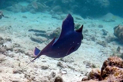 Pseudobalistes fuscus