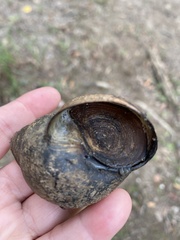 Cipangopaludina chinensis