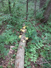 Pleurotus citrinopileatus